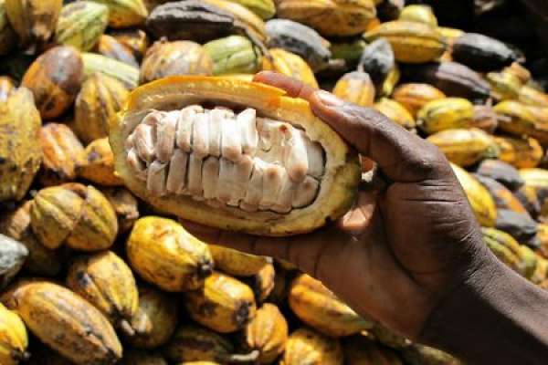 Calabar port ships first cocoa export to U.S. in 14 years