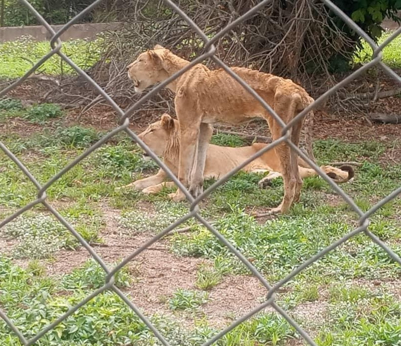 Photos of lions in OAU and UI zoos raise concerns